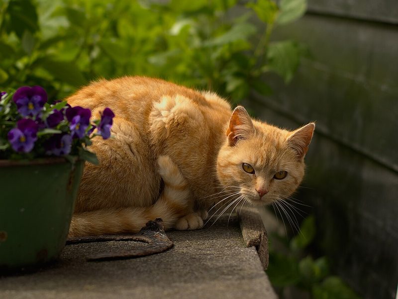 A ginger cat crouched beside a pot of purple pansies