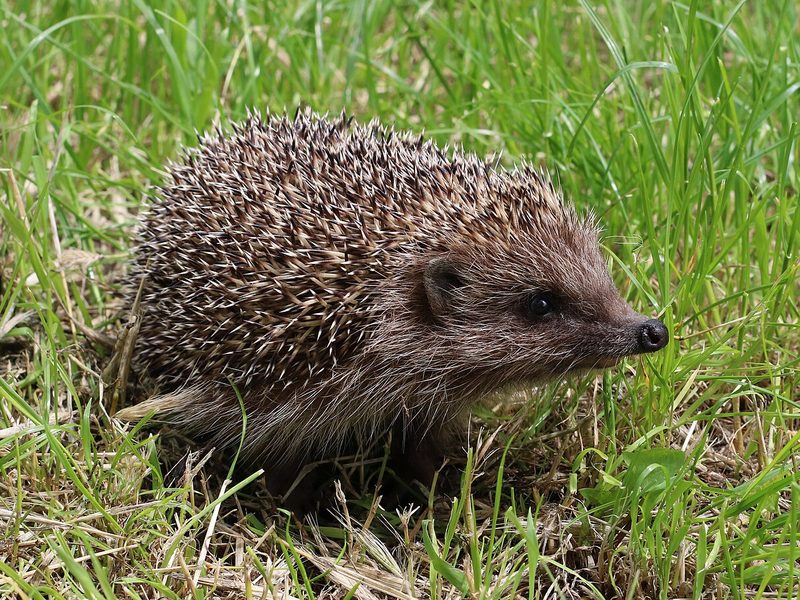 A brown hedgehog walking through long grass