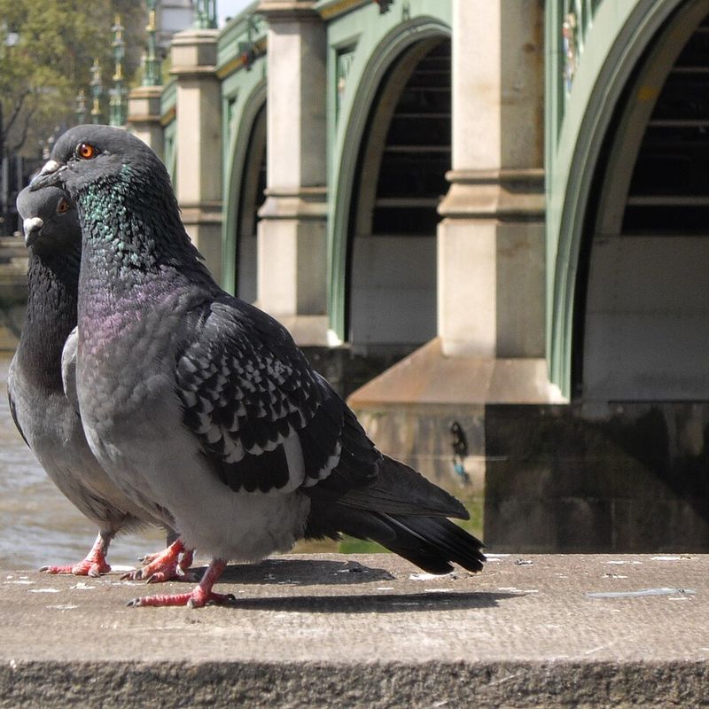 Two pigeons on a stone ledge beside a green-arched bridge